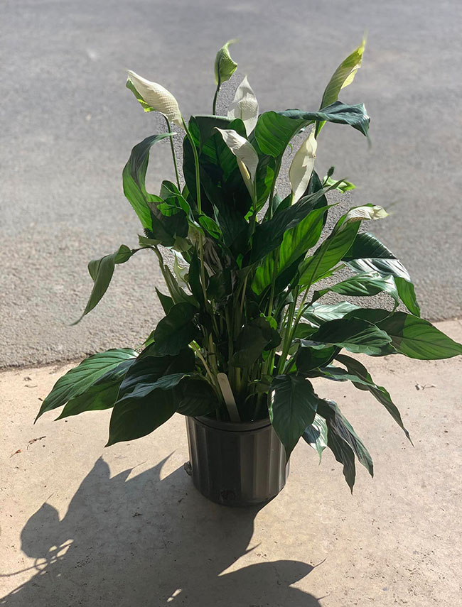 Peace Lily